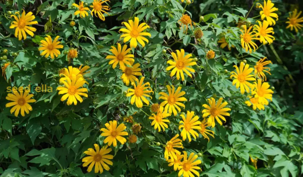 Yellow Tithonia Diversifolia Giant Sunflower Tree Seeds  Planting Tips Included