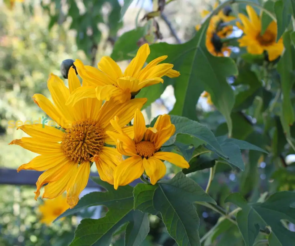 Yellow Tithonia Diversifolia Giant Sunflower Tree Seeds  Planting Tips Included