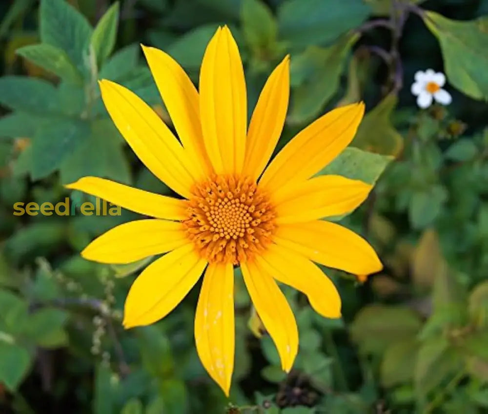 Yellow Tithonia Diversifolia Sunflower Tree  Seeds For Planting A Vibrant Garden Flower