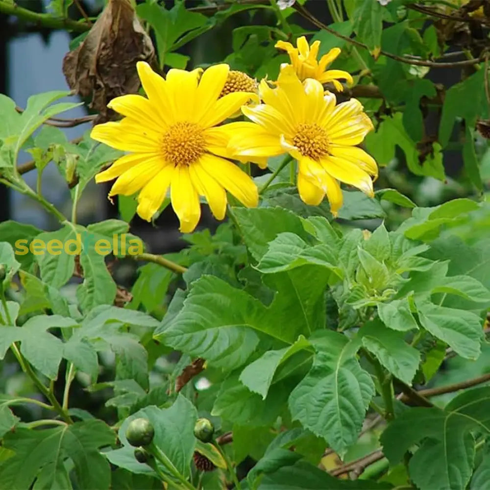 Yellow Tithonia Diversifolia Sunflower Tree  Seeds For Planting A Vibrant Garden Flower