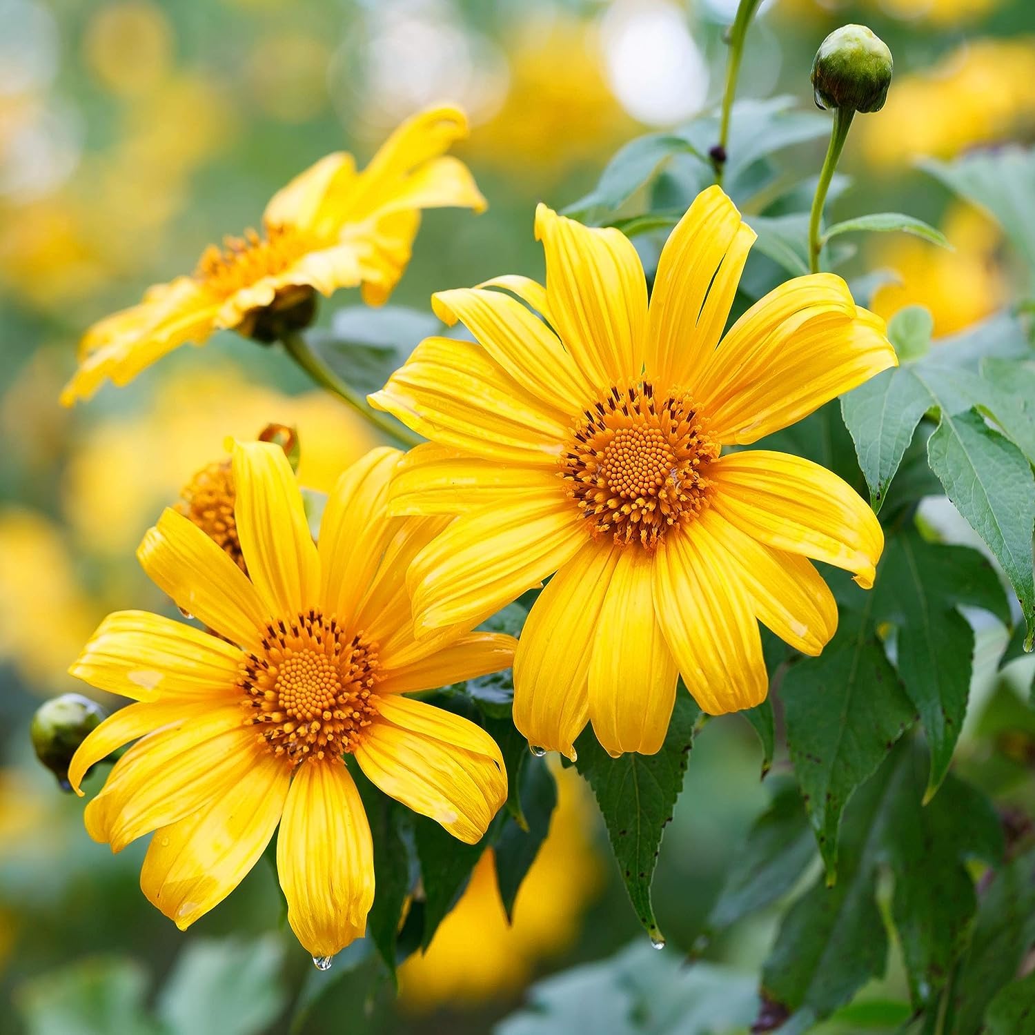 Yellow Tithonia Sunflower Tree Seeds for Planting