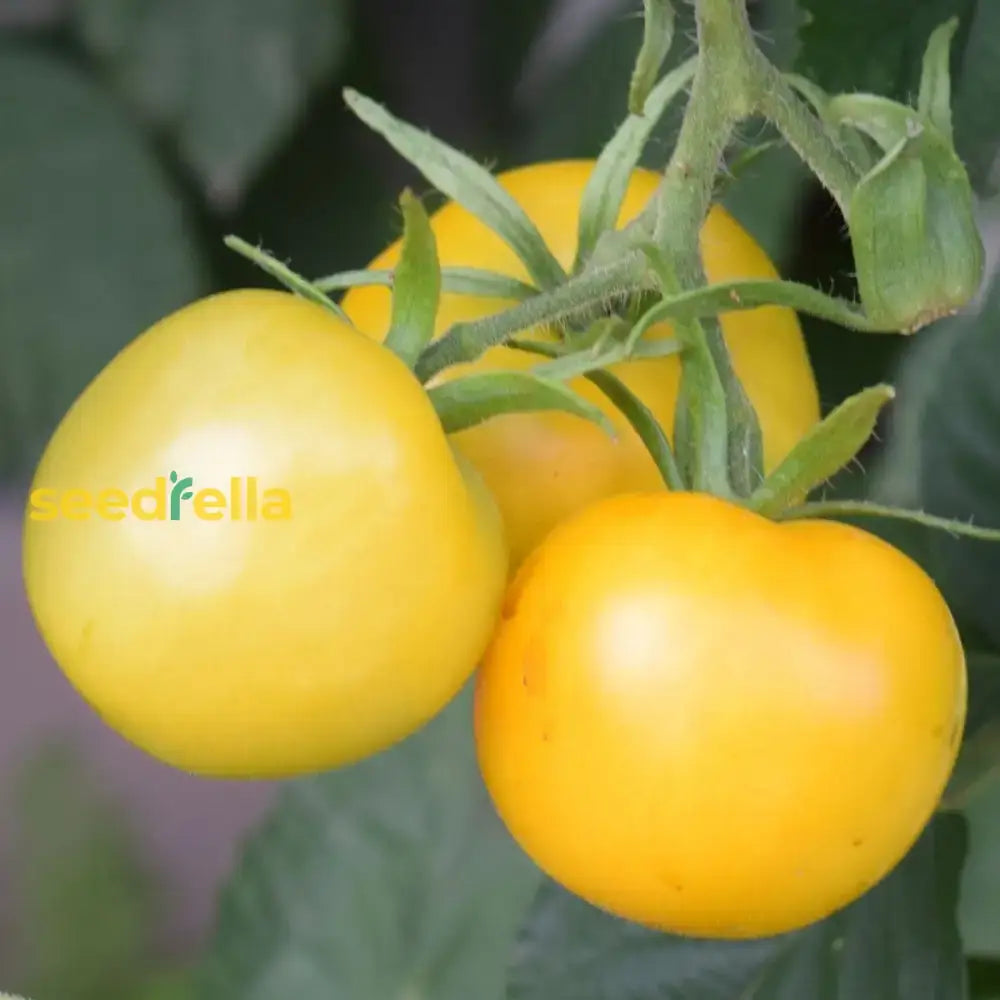 Yellow Tomato Seeds For Planting Vegetable Seeds