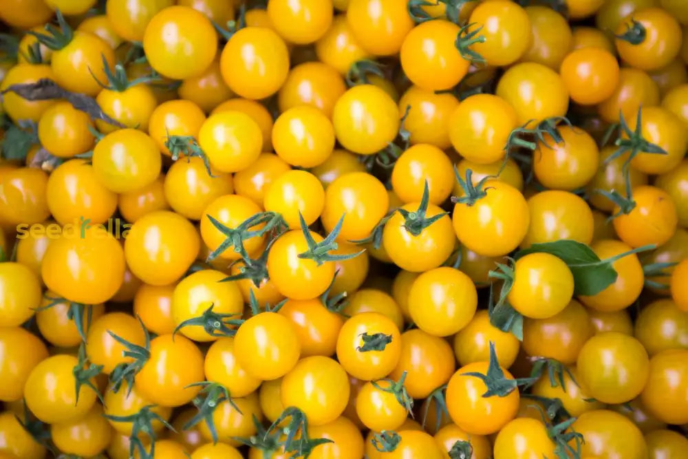 Yellow Tomato Seeds For Vibrant Planting And Bountiful Harvest