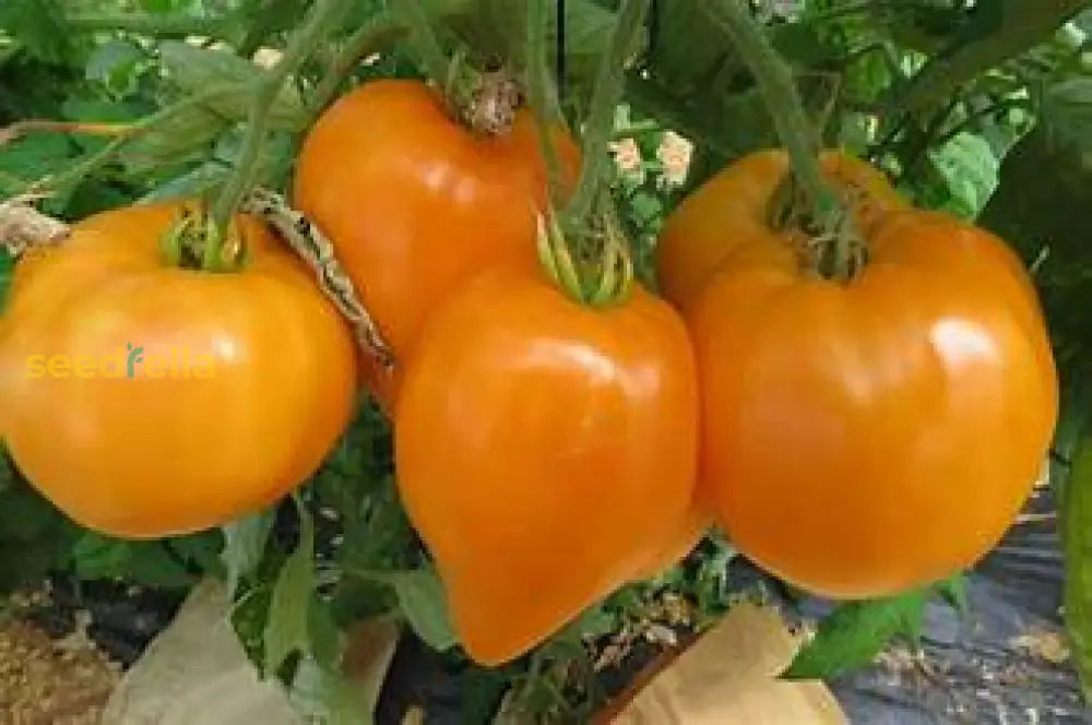 Yellow Tomato seeds for planting non GMO