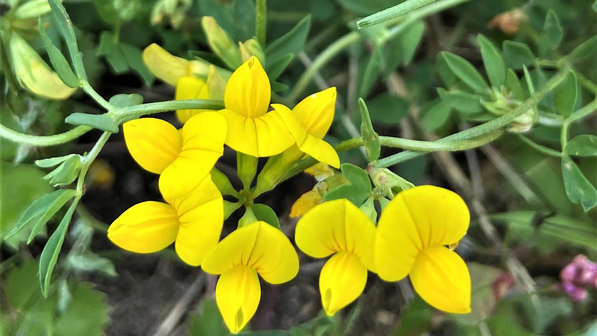 Yellow Trefoil Flower Seeds for Garden and Landscape Planting