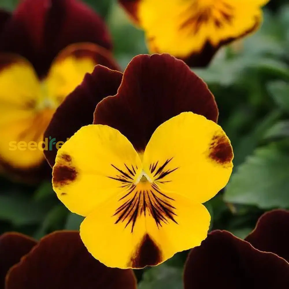 Yellow Trichromatic Pansy Flower Seeds For Easy Planting