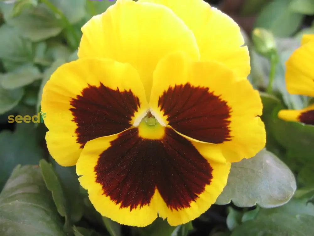 Yellow Trichromatic Pansy Flower Seeds For Easy Planting