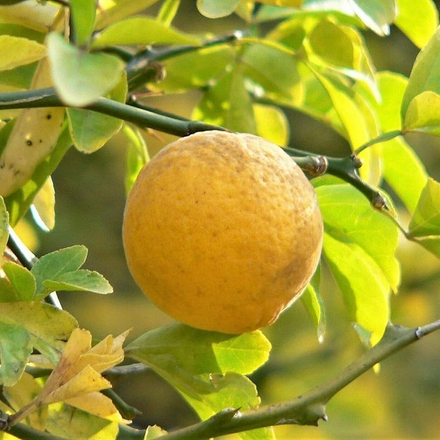 Yellow Trifoliata tree seeds for planting and gardening