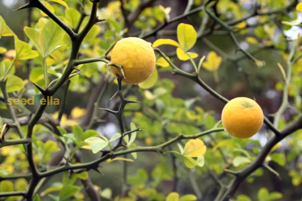 Yellow Trifoliata Tree Seeds: Planting And Gardening Guide