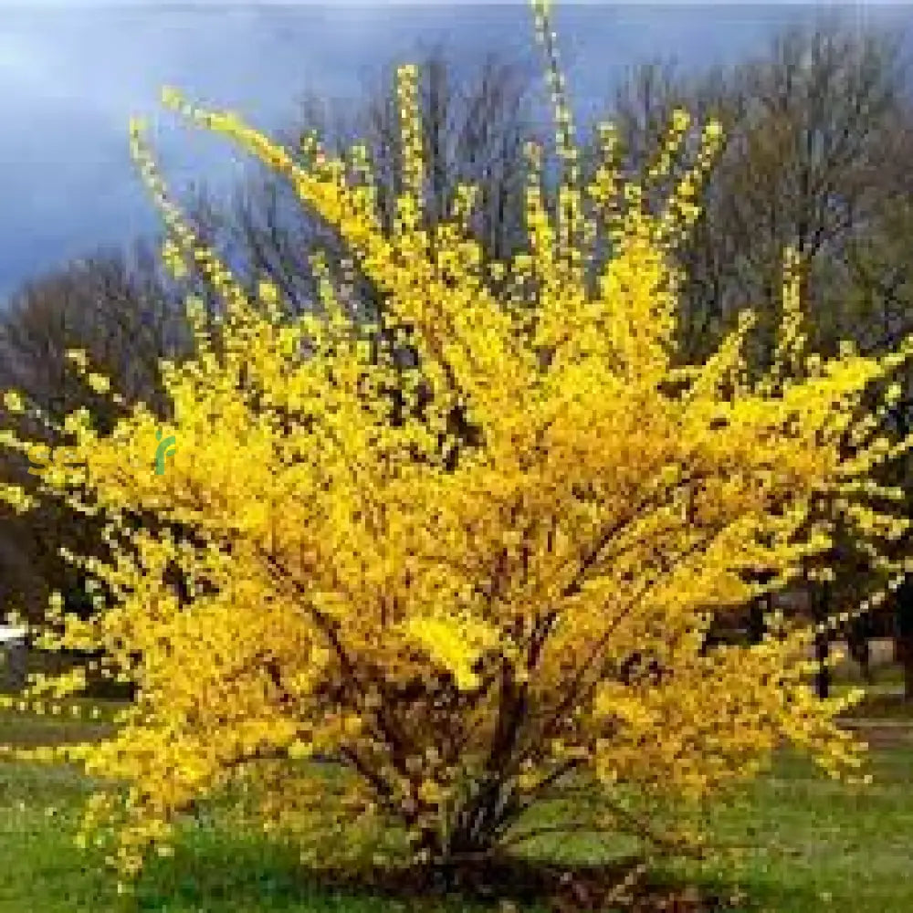 Yellow Trifoliate Forsythia Plant Seeds Planting Tips