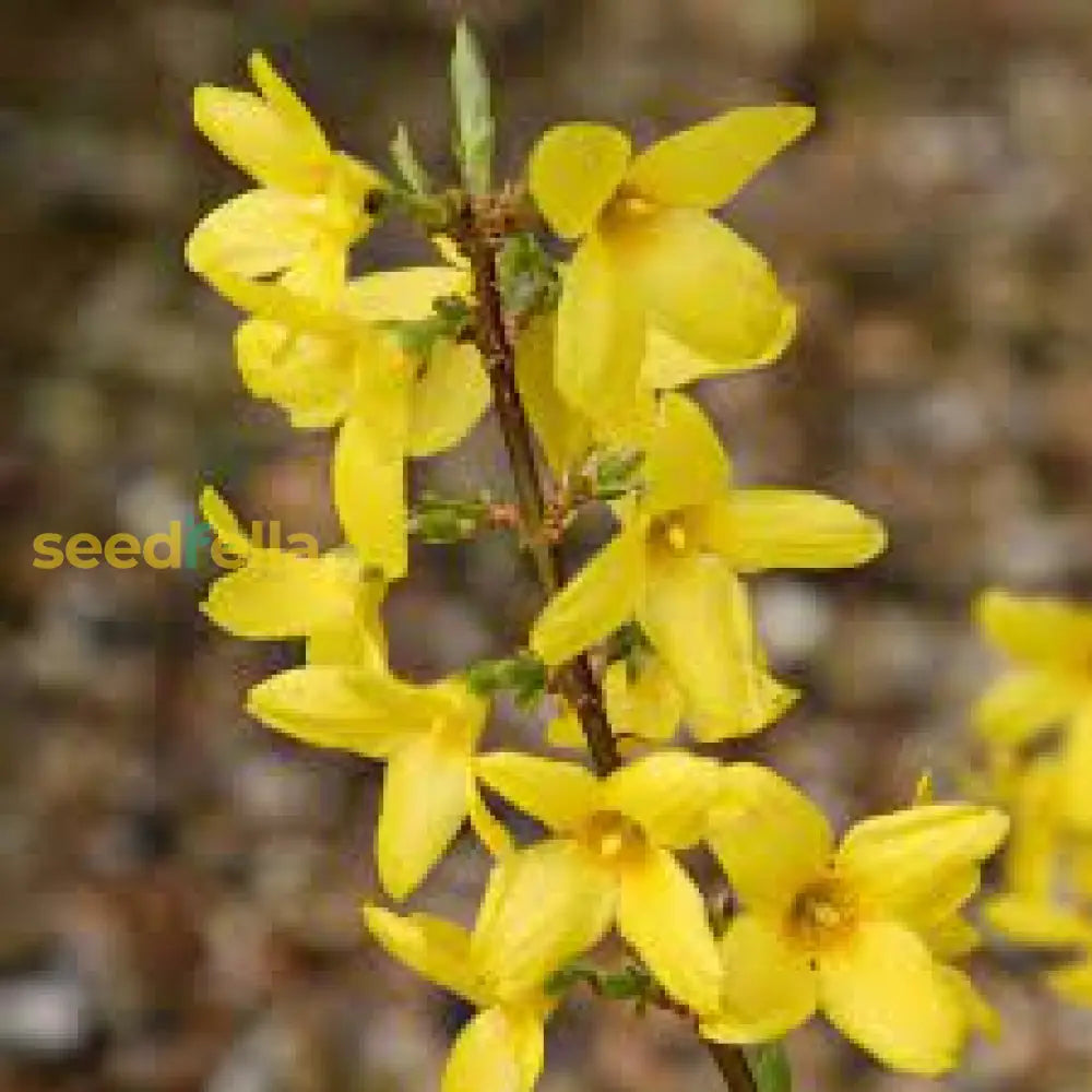 Yellow Trifoliate Forsythia Plant Seeds Planting Tips