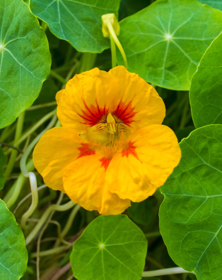 Yellow Tropaeolum Majus Flower Seeds for Planting