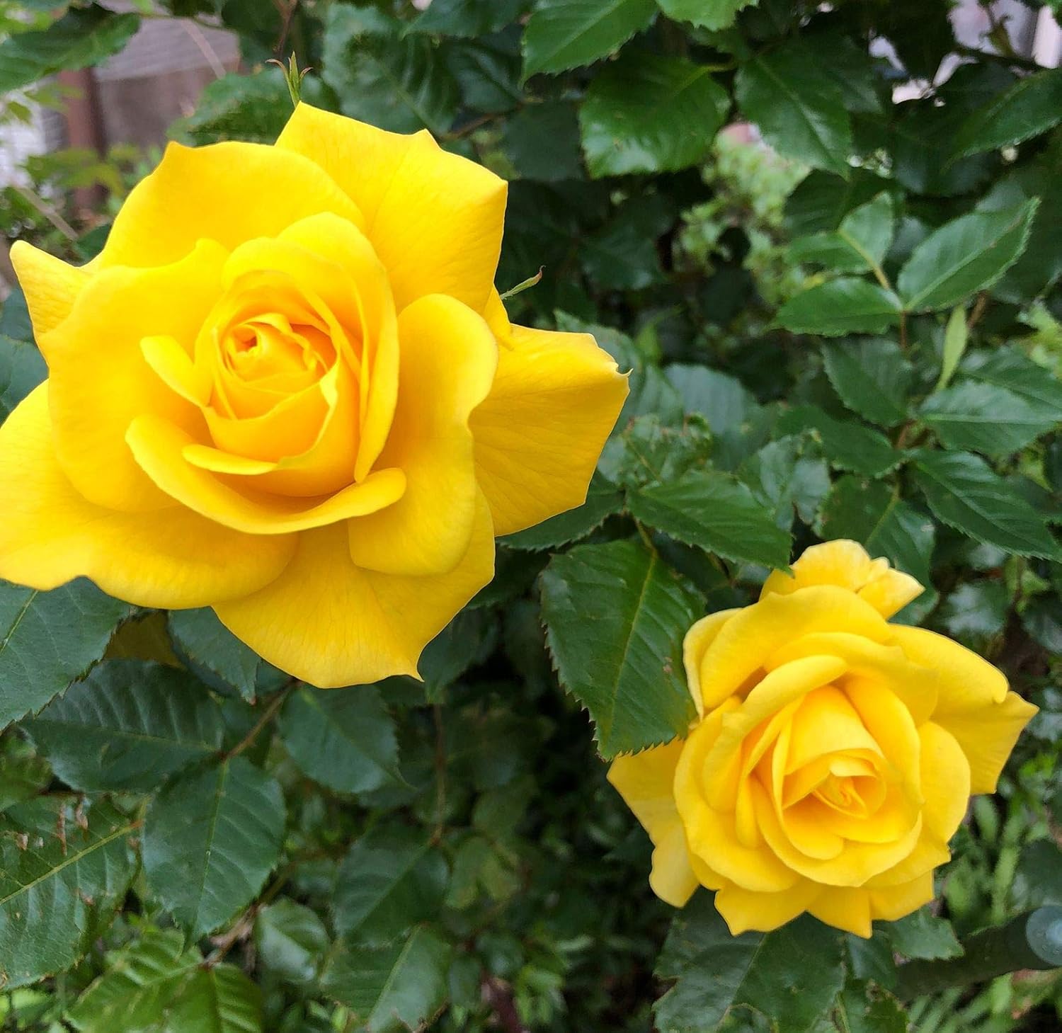 Yellow Unique Roses Flower Seeds for Planting