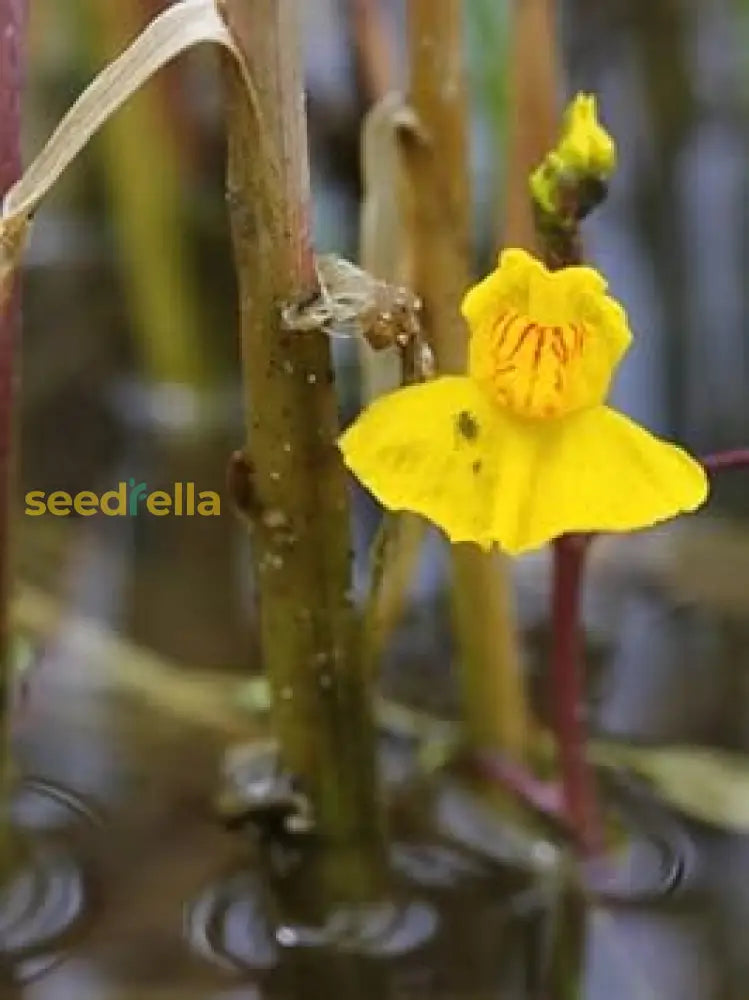 Yellow Utricularia Flower Seeds For Easy Planting  Vibrant Blooms