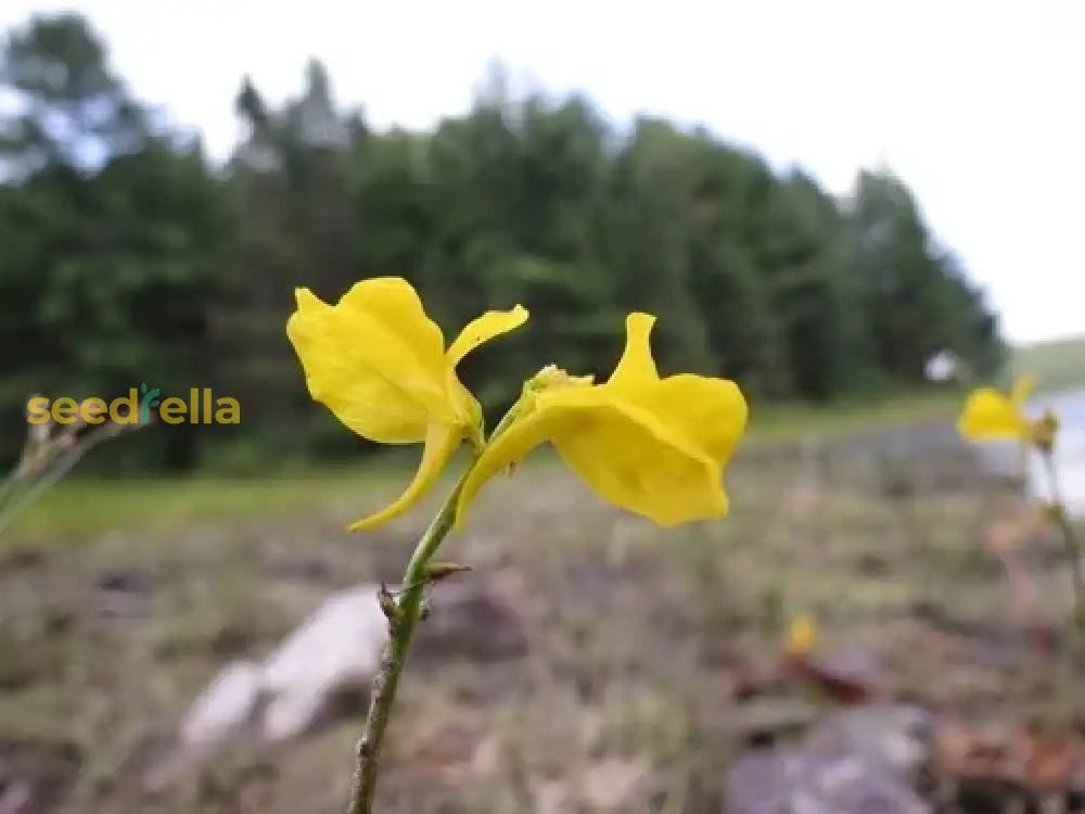 Yellow Utricularia Flower Seeds For Easy Planting  Vibrant Blooms