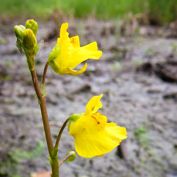 Yellow Utricularia Flower Seeds for Planting