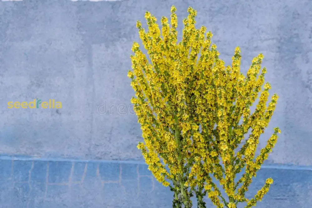 Yellow Verbascum Flower Seeds For Planting