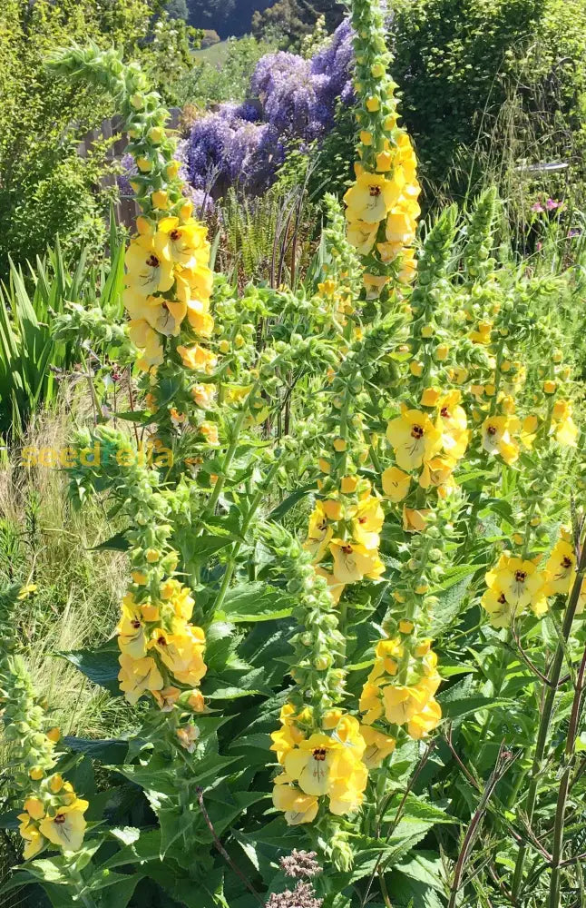 Yellow Verbascum Flower Seeds For Planting