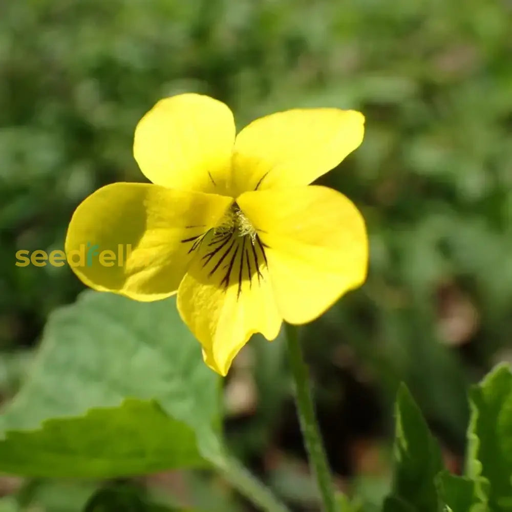 Yellow Viola Pubescens Plant Seeds Planting Tips