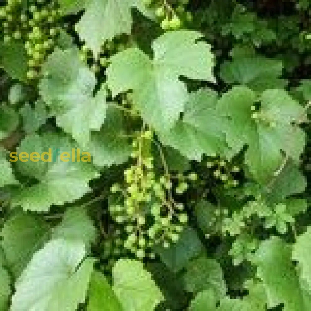 Yellow Vitis Amurensis Planting Seeds