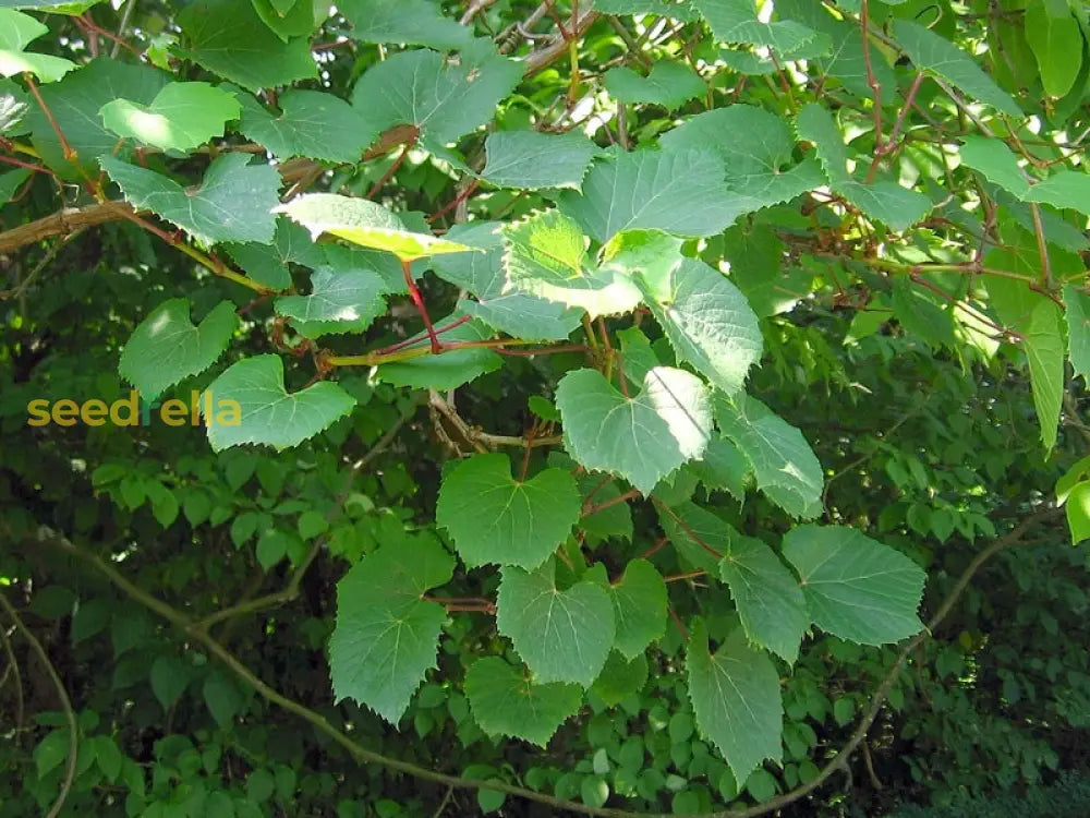 Yellow Vitis Amurensis Planting Seeds