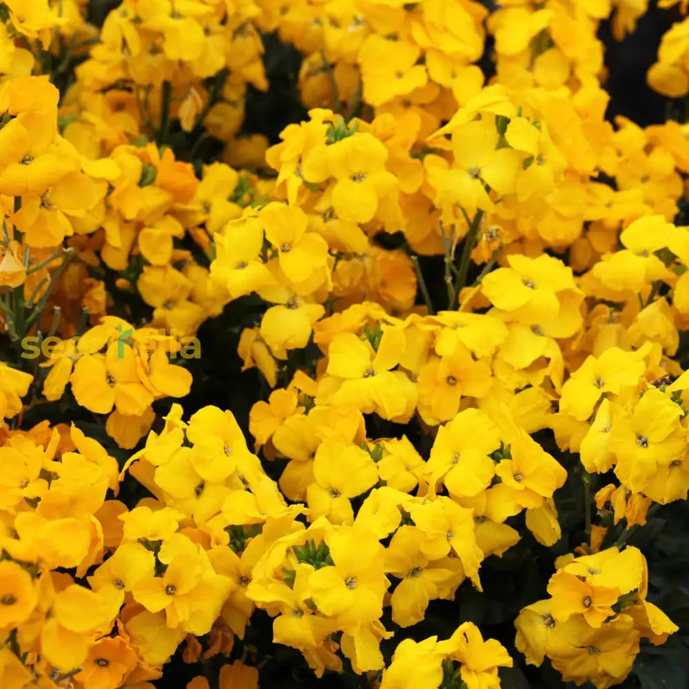 Yellow Wallflower Flower Seeds Planting Hardy