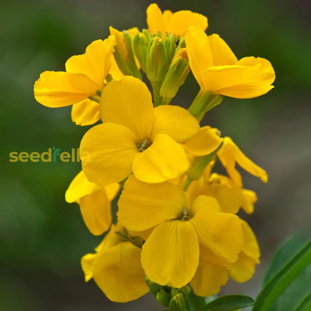 Yellow Wallflower Flower Seeds Planting Hardy