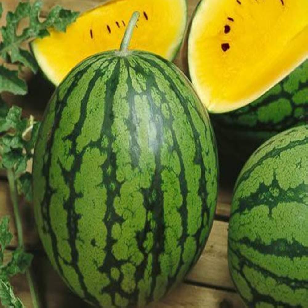 Yellow watermelon seeds for planting sweet juicy fruits