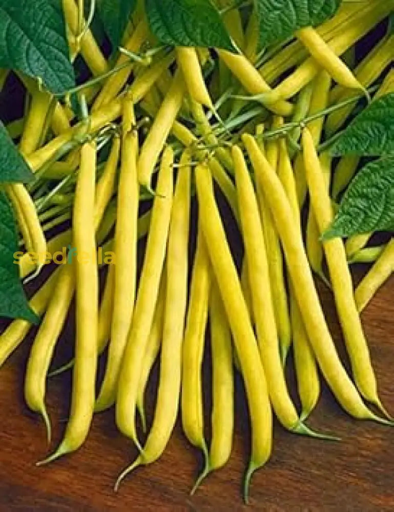 Yellow Wax Bean seeds heirloom ornamental pod plant