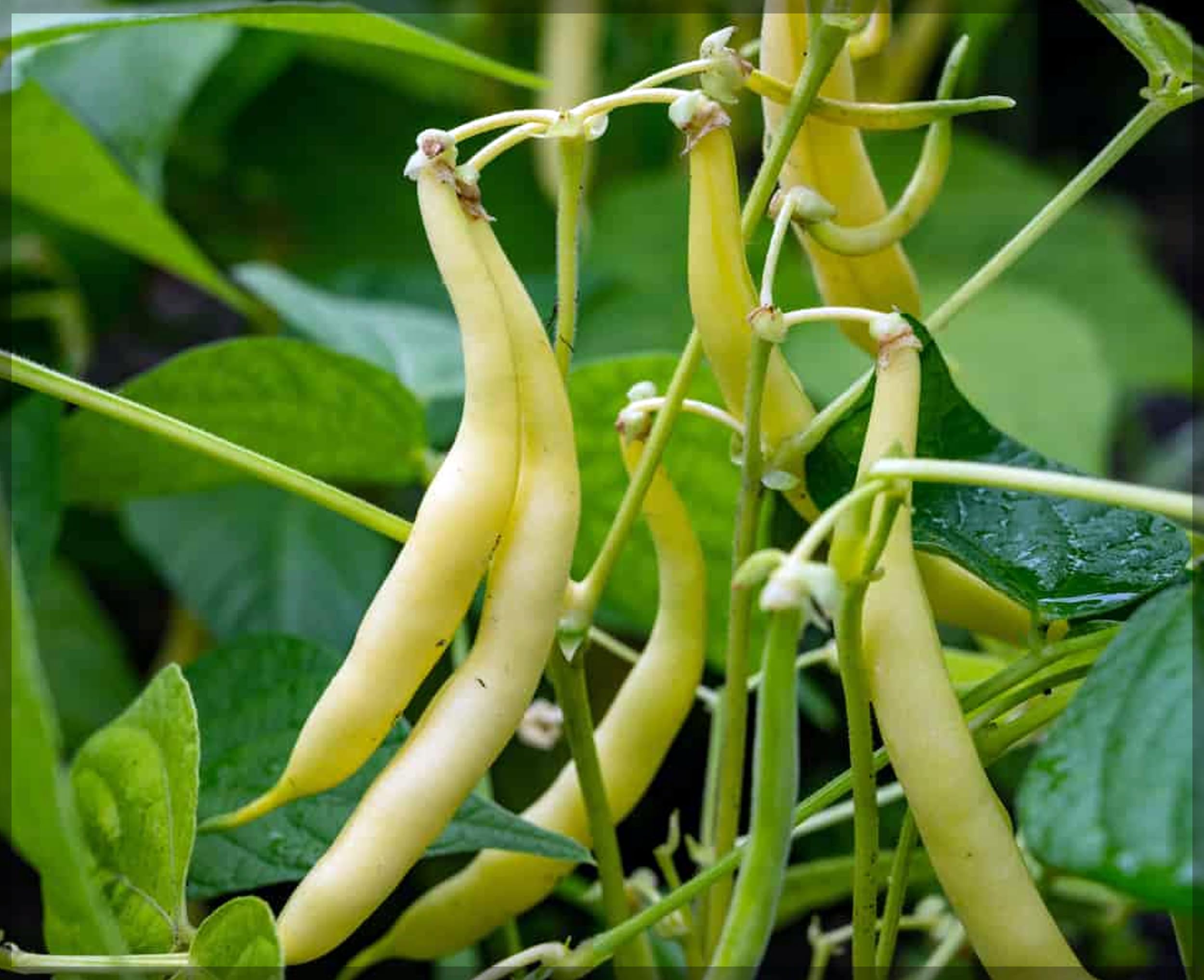 Mature Yellow Wax Bush Bean plant with green foliage