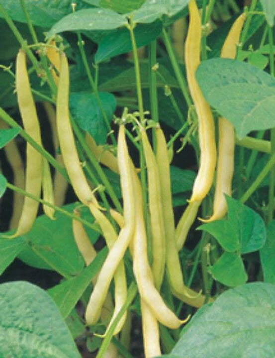 Yellow Wax Bush Bean seeds for home vegetable garden planting