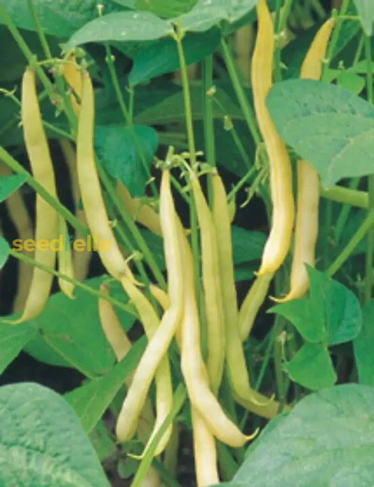 Yellow Wax Bush Bean Vegetable Seeds Planting