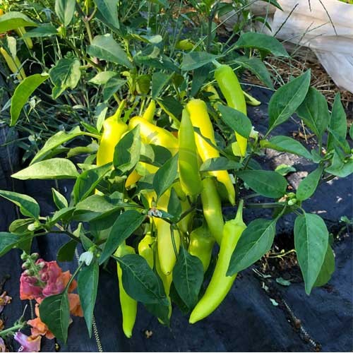 Hungarian Yellow Wax pepper plants growing in garden