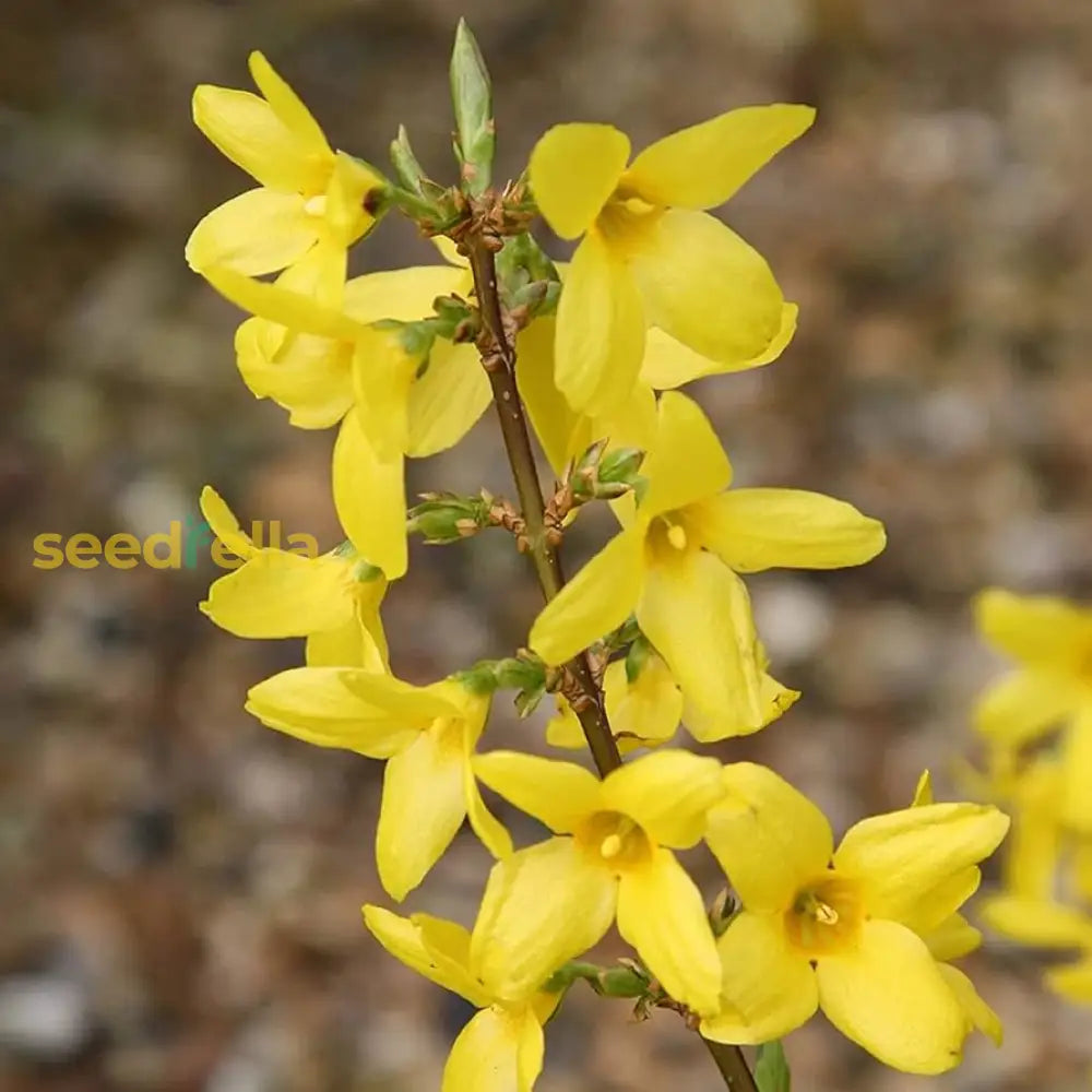 Yellow Weeping Forsythia Flowers Seeds For Planting