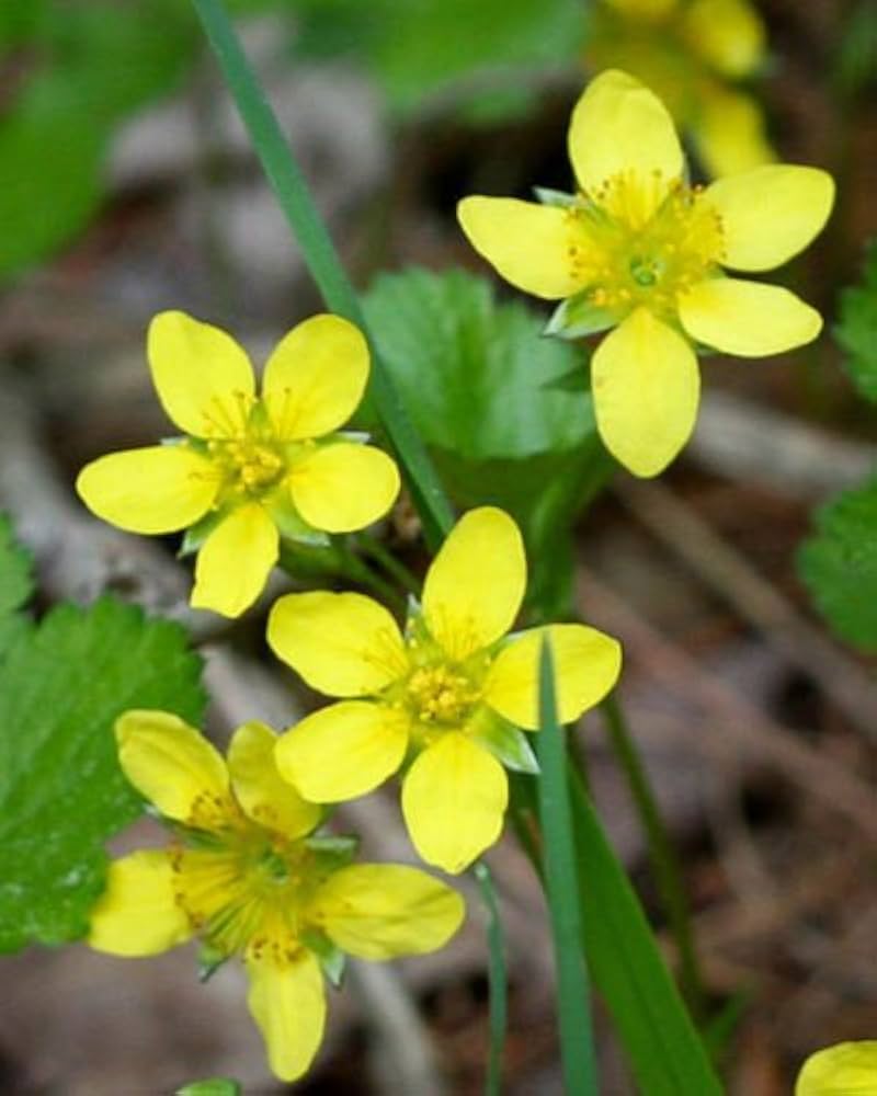 Close-Up of Yellow Wetland Flower Blooms