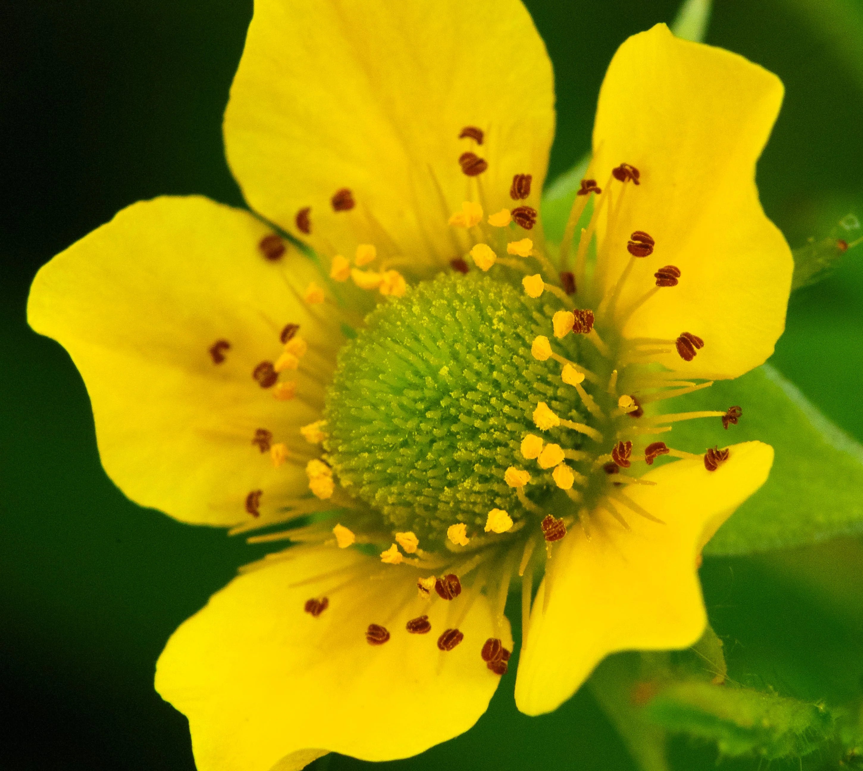 Yellow Wetland Flower Seeds for Planting