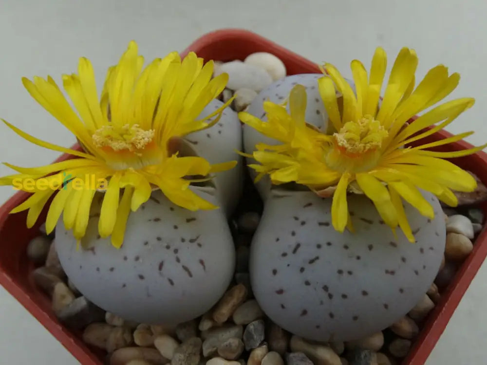 Yellow & White Dinteranthus Seeds For Planting Flower