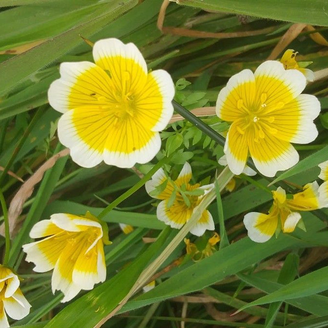 Yellow and White Flower Seeds – Limnanthes Douglasii Planting Guide