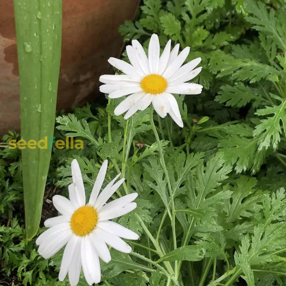 Yellow White Frutescens Argyranthemum Flower Seeds Planting