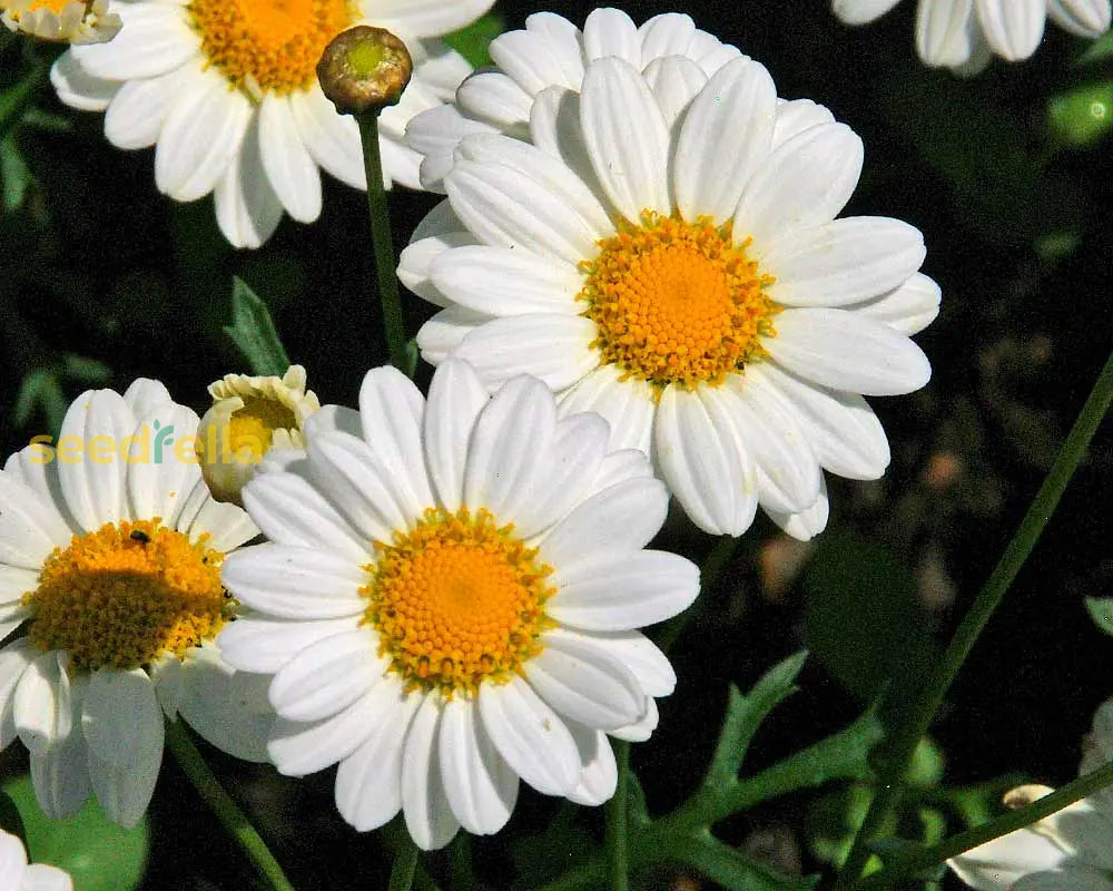 Yellow White Frutescens Argyranthemum Flower Seeds Planting