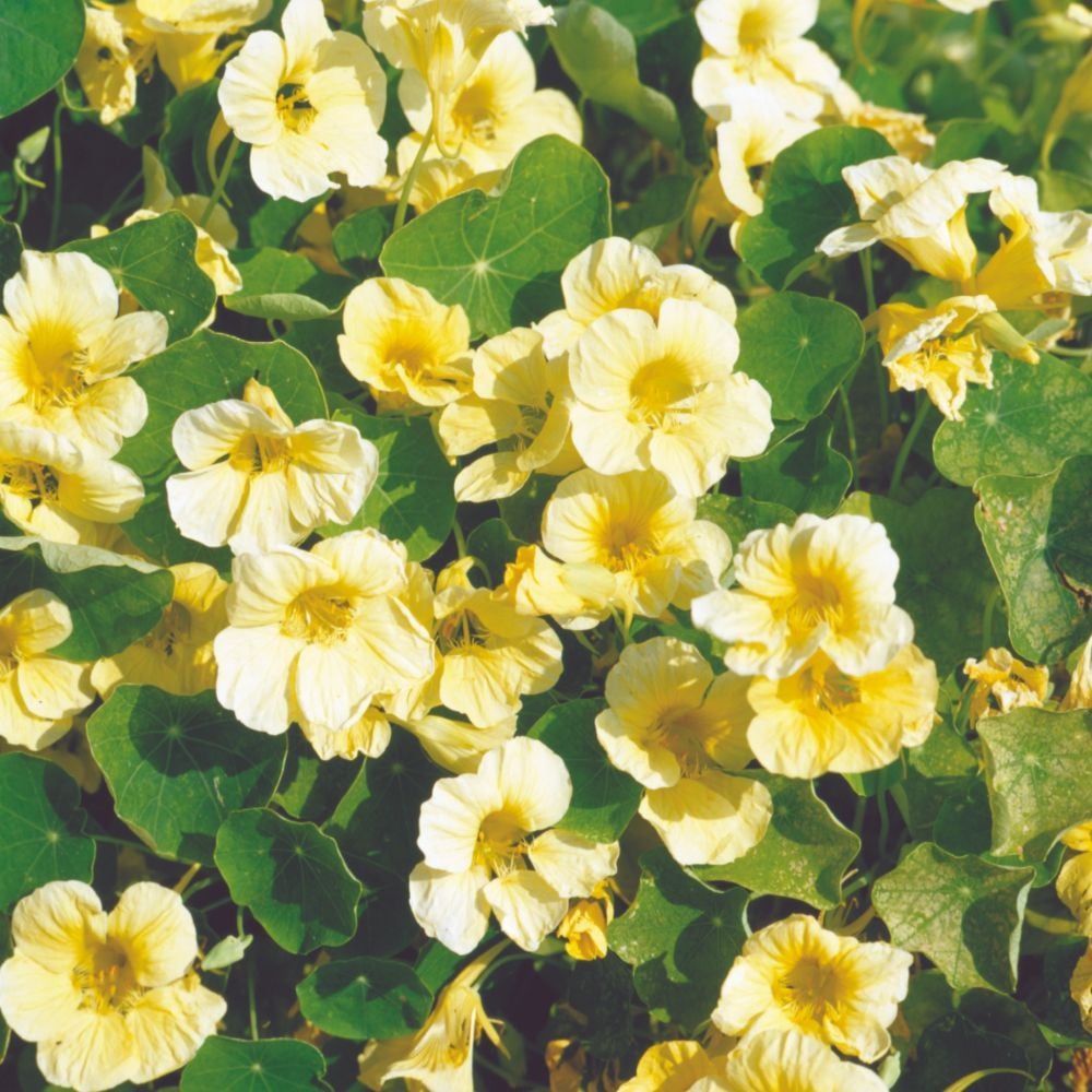 Yellow White Milkmaid Seeds for Planting – Elegant Flower Blooms