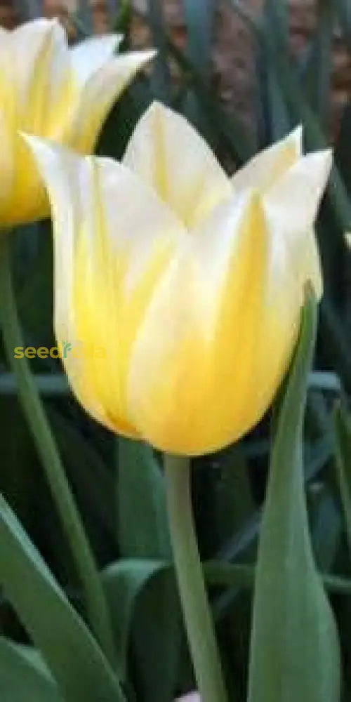 Yellow White Tulip Flower Seeds For Planting