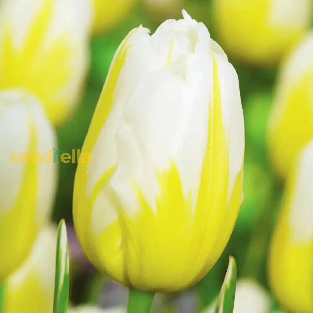 Yellow White Tulip Flower Seeds For Planting