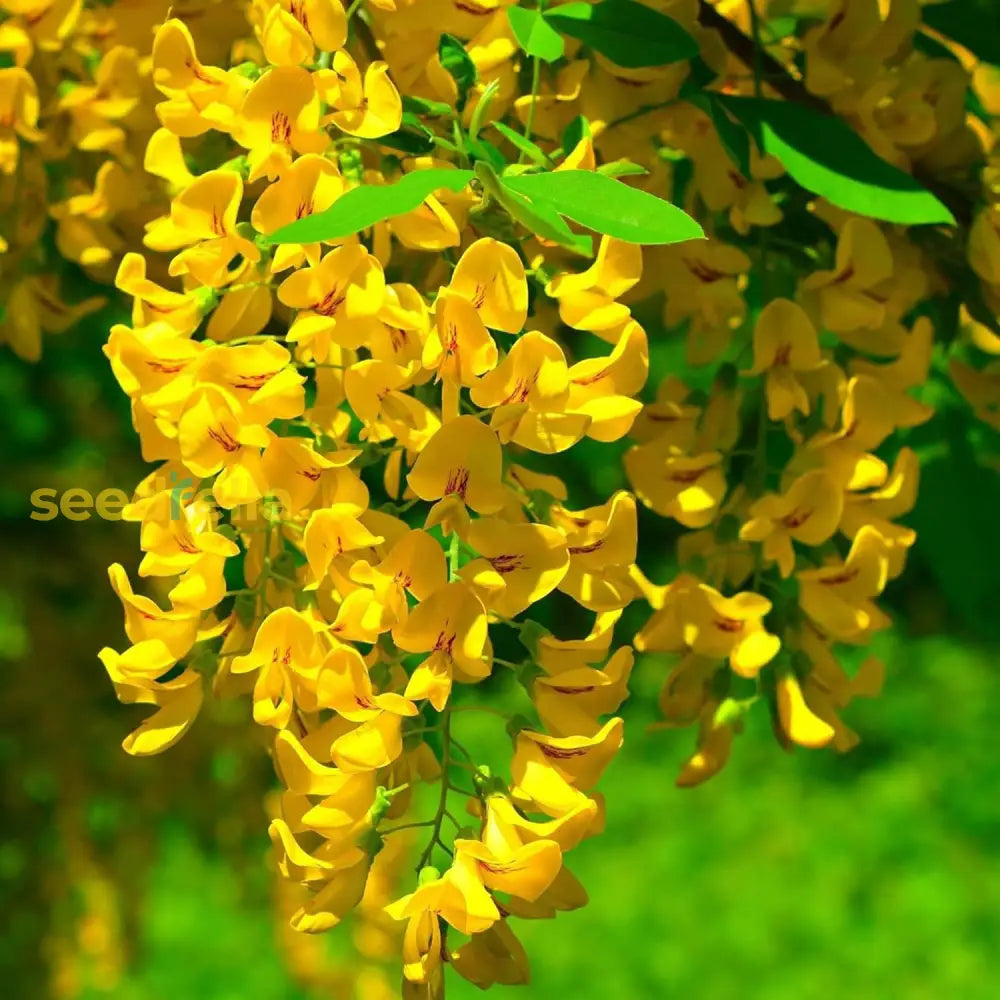 Yellow Wisteria Seeds Sinensis Climbing Woody Vine Fragrant Blooms Ornamental Plant In Gardens And