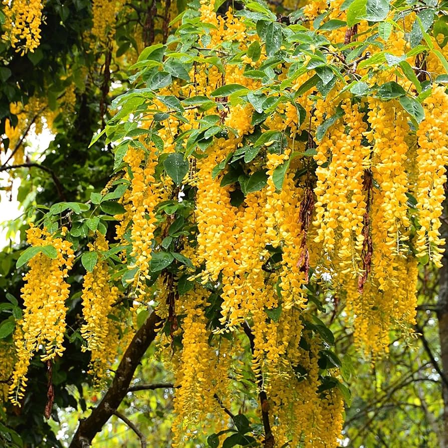Yellow Wisteria Tree Seeds for Planting – Golden Wisteria Vine Seeds