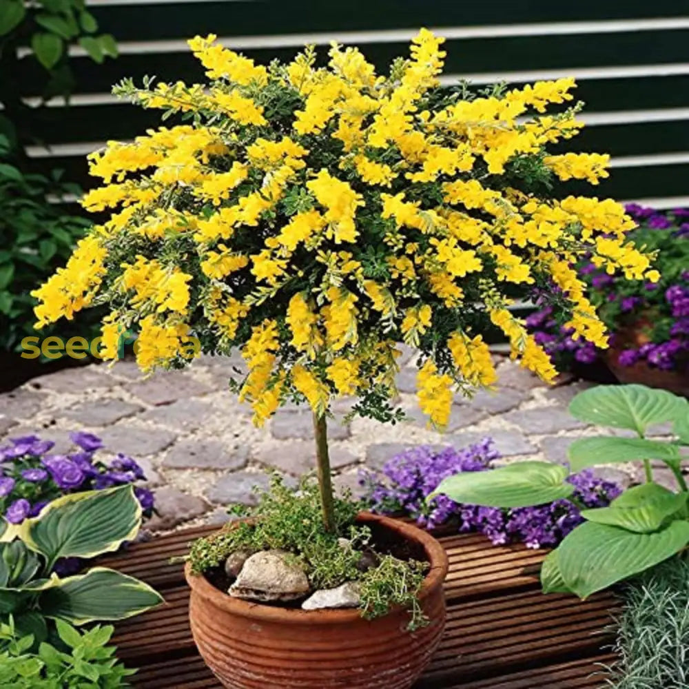 Yellow Wisteria Tree Seeds Planting Golden Flower