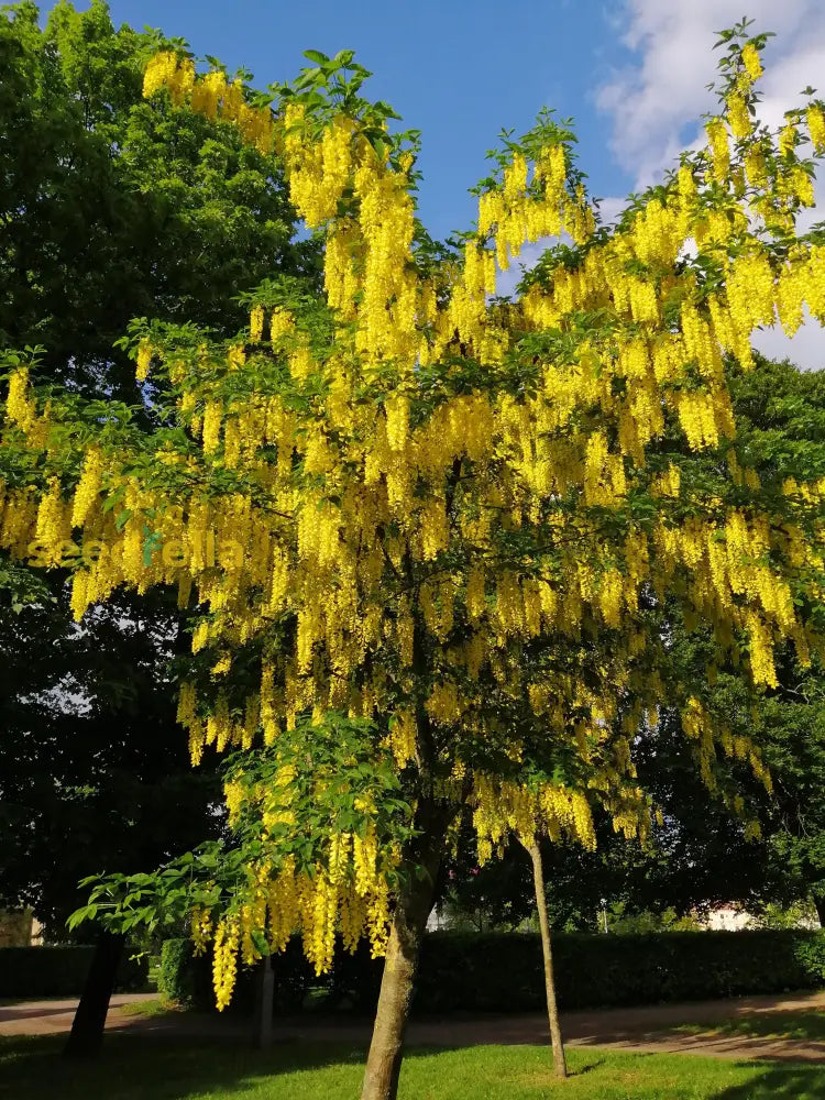 Yellow Wisteria Tree Seeds Planting Golden Flower