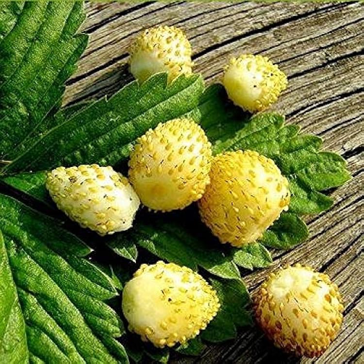 Yellow Wonder Alpine Strawberry seeds showing white flowers on green foliage