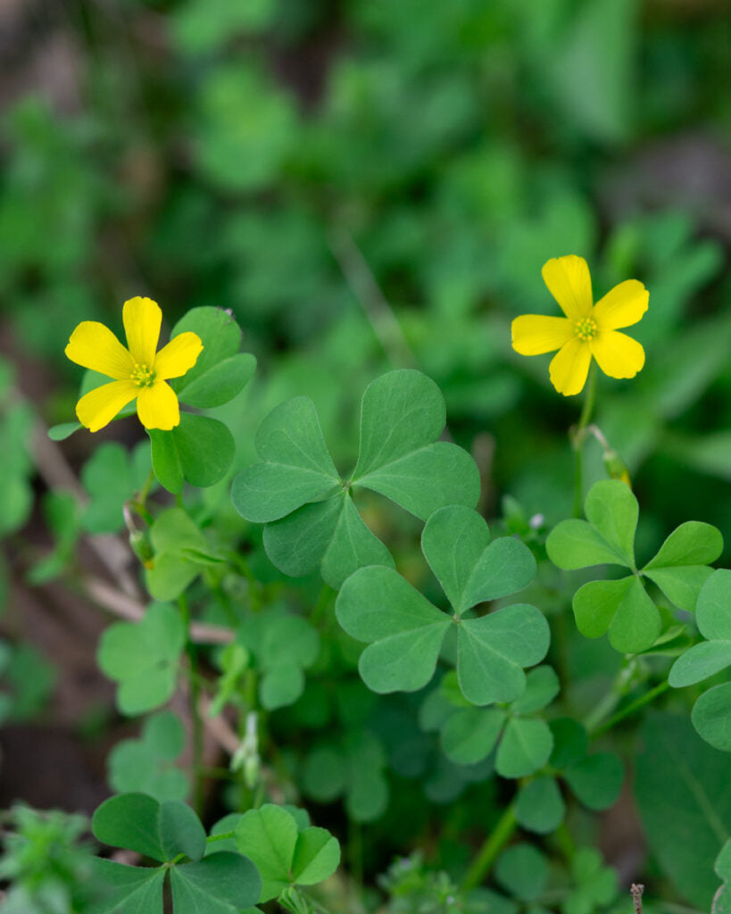 Yellow Oxalis Laciniata Flower Seeds Planting