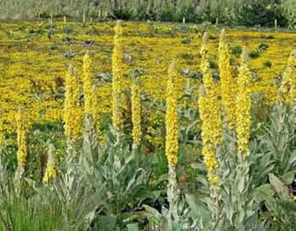 Yellow Woolly Mullein Plant Seeds Planting